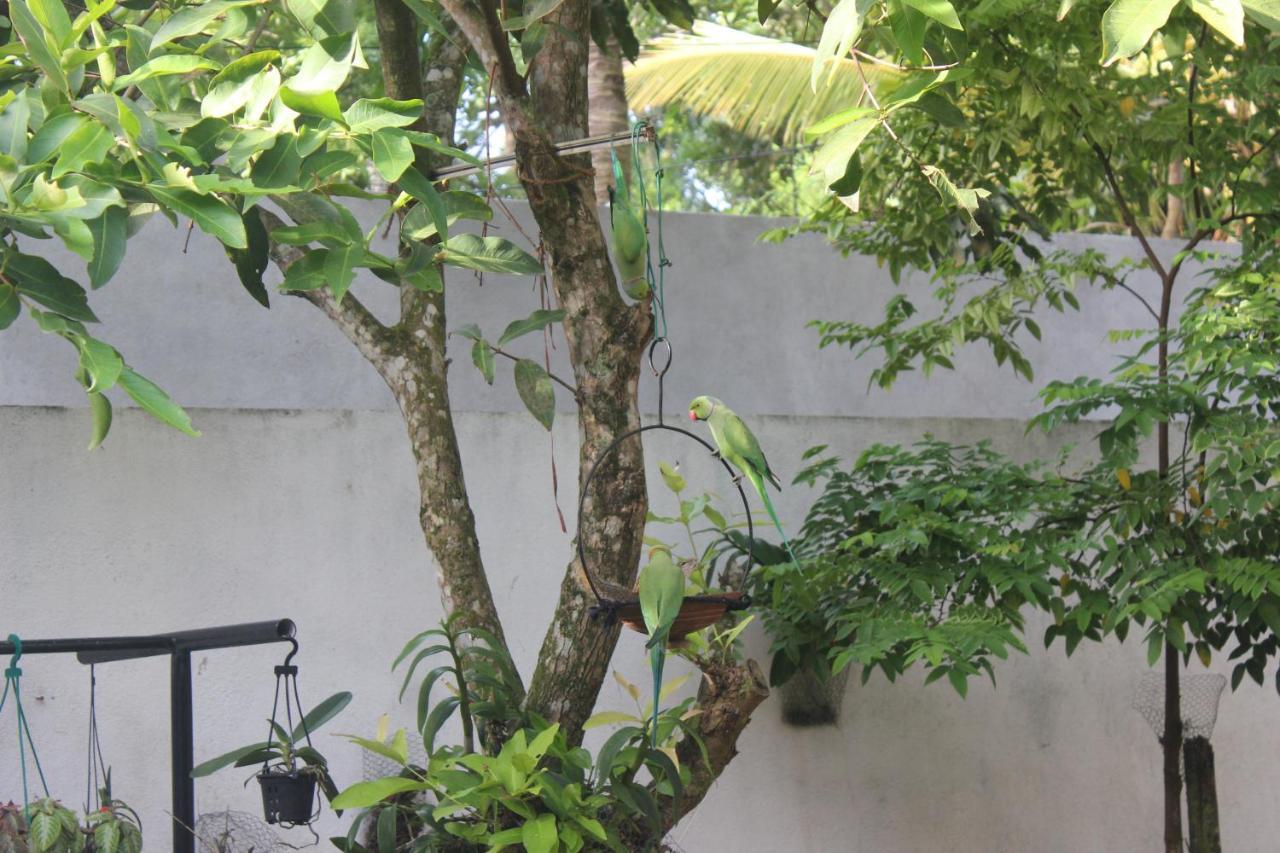 Palm Garden Guest House Galle Exterior foto